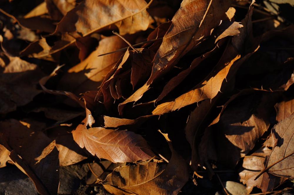 Dead Leaf Plant Park Dead Leaf Plant Park