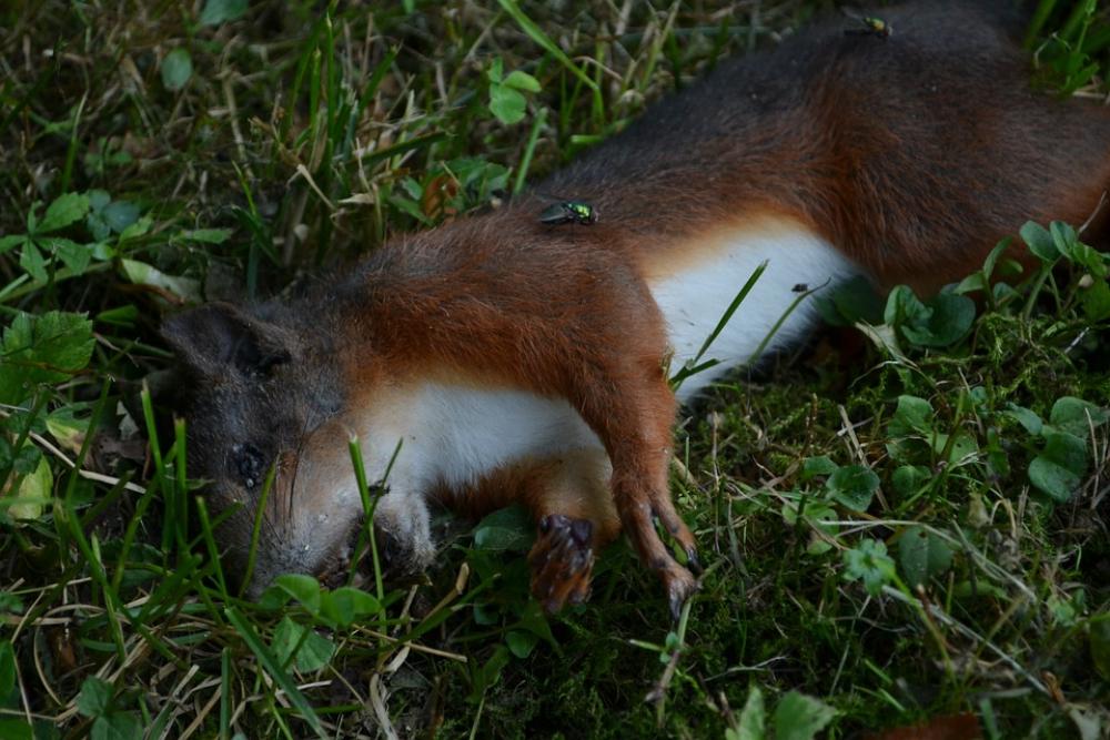 Dead Squirrel Squirrel Animal Dead Animal Wildlife Dead Squirrel Squirrel Animal Dead Animal Wildlife