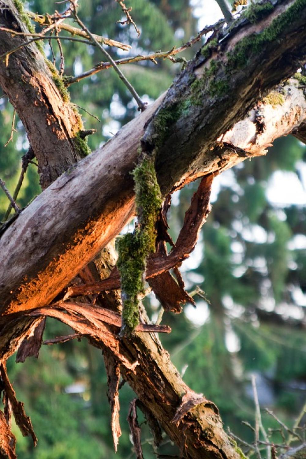 Dead Wood Moss Tree Nature Dead Wood Moss Tree Nature