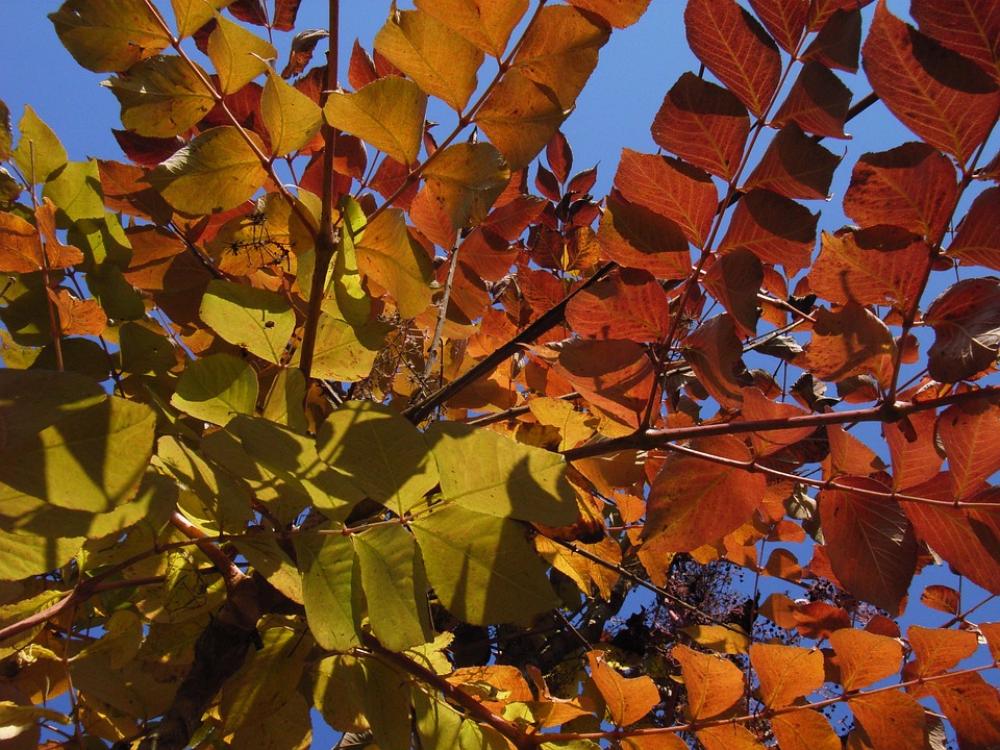 Deciduous Forest Autumn Yellow Orange Deciduous Forest Autumn Yellow Orange