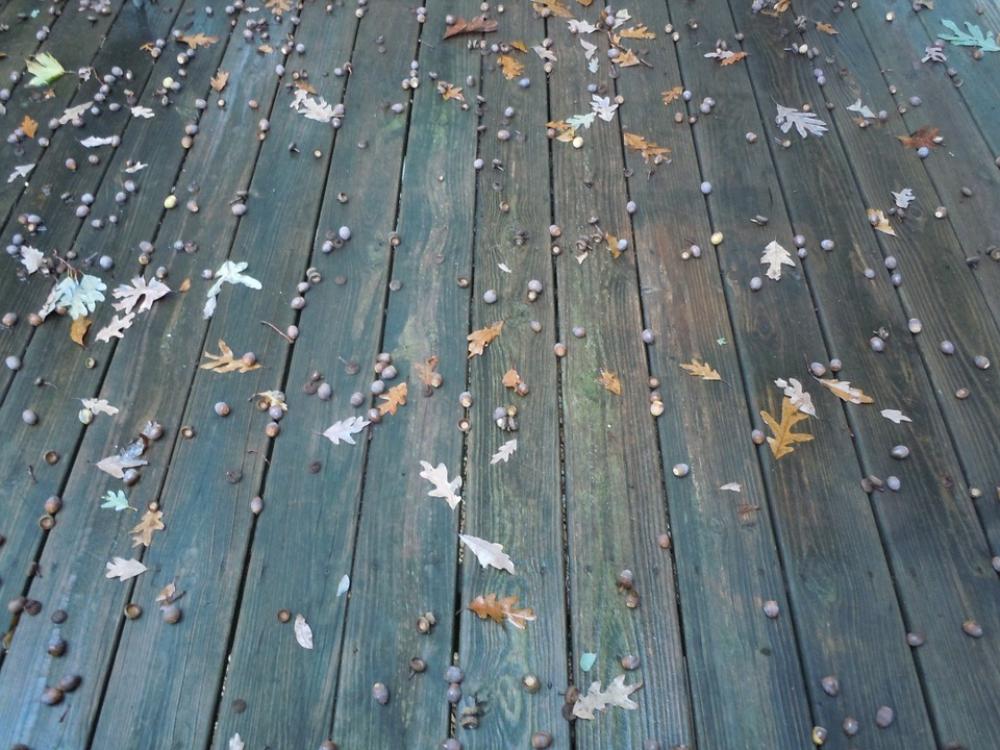 Deck Acorn Leaves Oak Fall Autumn Nature Season Deck Acorn Leaves Oak Fall Autumn Nature Season