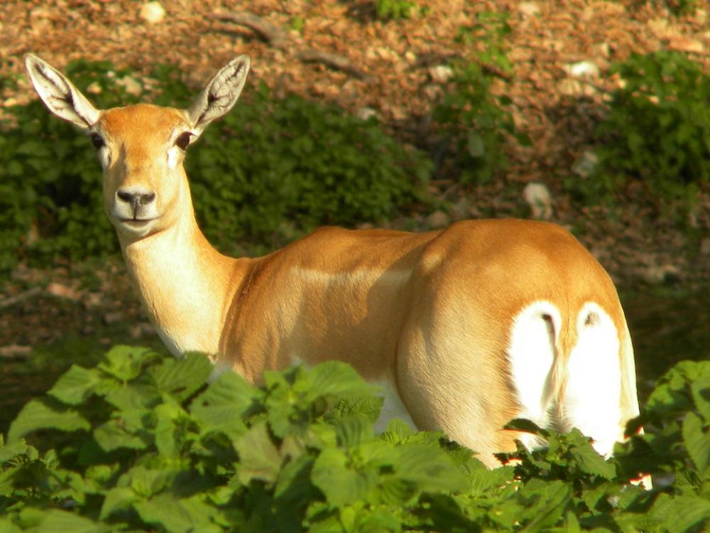 Deer Doe Forest Woods Animal Nature Deer Doe Forest Woods Animal Nature