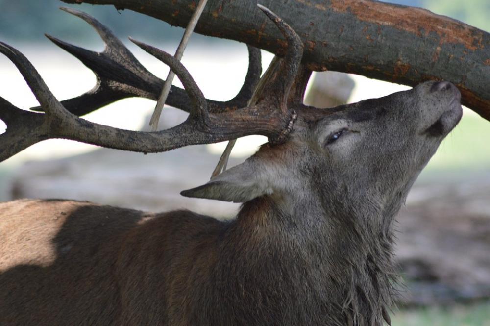 Deer Forest Nature Deer Forest Nature