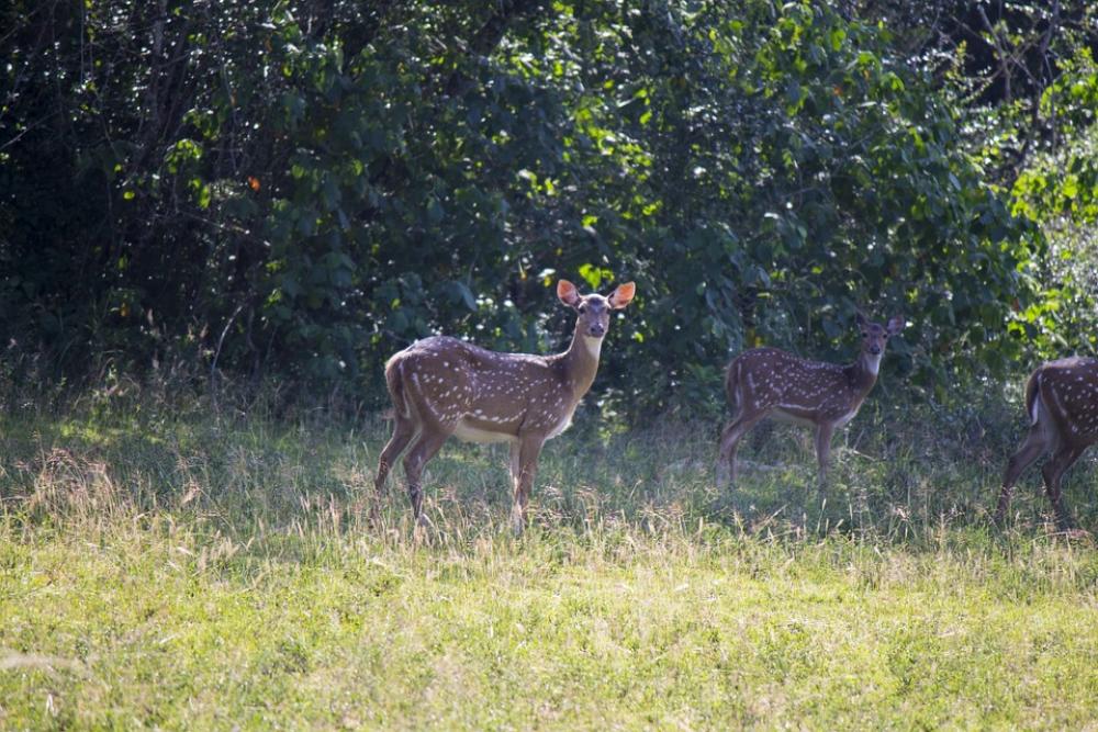 Deer Mammal Brown Wildlife Animals Nature Deer Mammal Brown Wildlife Animals Nature