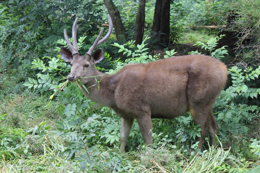 Deer Stag Wildlife Animal Zoo Mammal Deer Stag Wildlife Animal Zoo Mammal