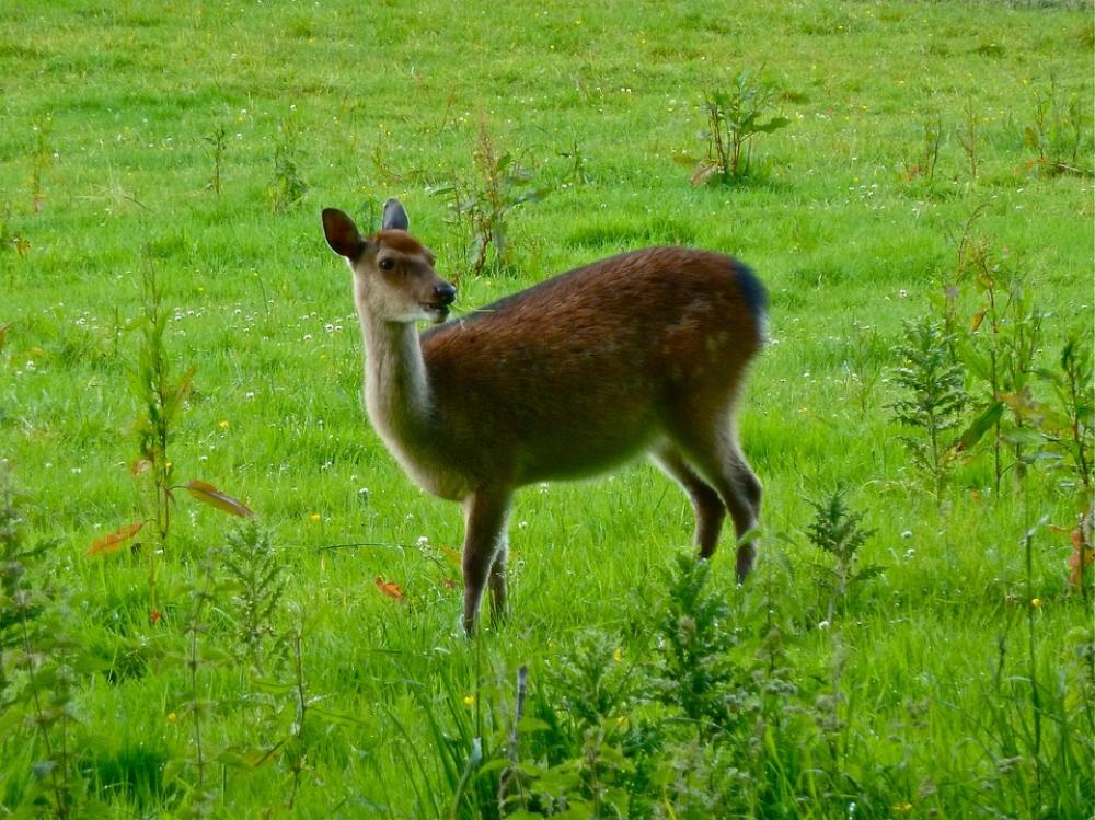 Deer Doe Wild Wildlife Natural Brown Buck Fawn Deer Doe Wild Wildlife Natural Brown Buck Fawn