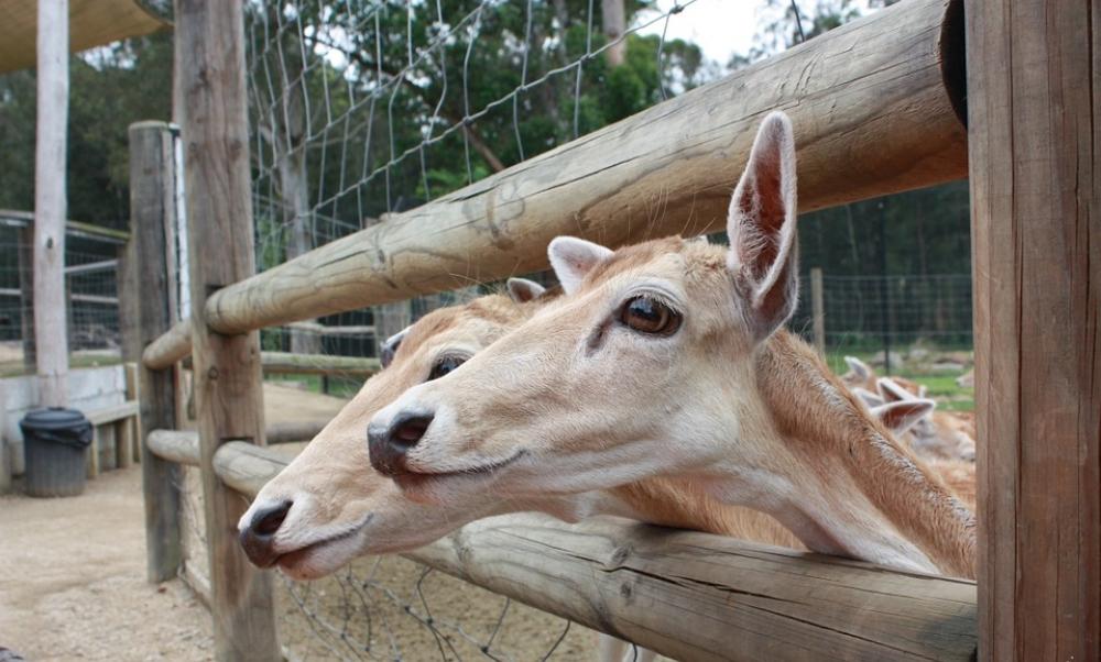 Deer Animals Friends Nature Zoo Wildlife Deer Animals Friends Nature Zoo Wildlife