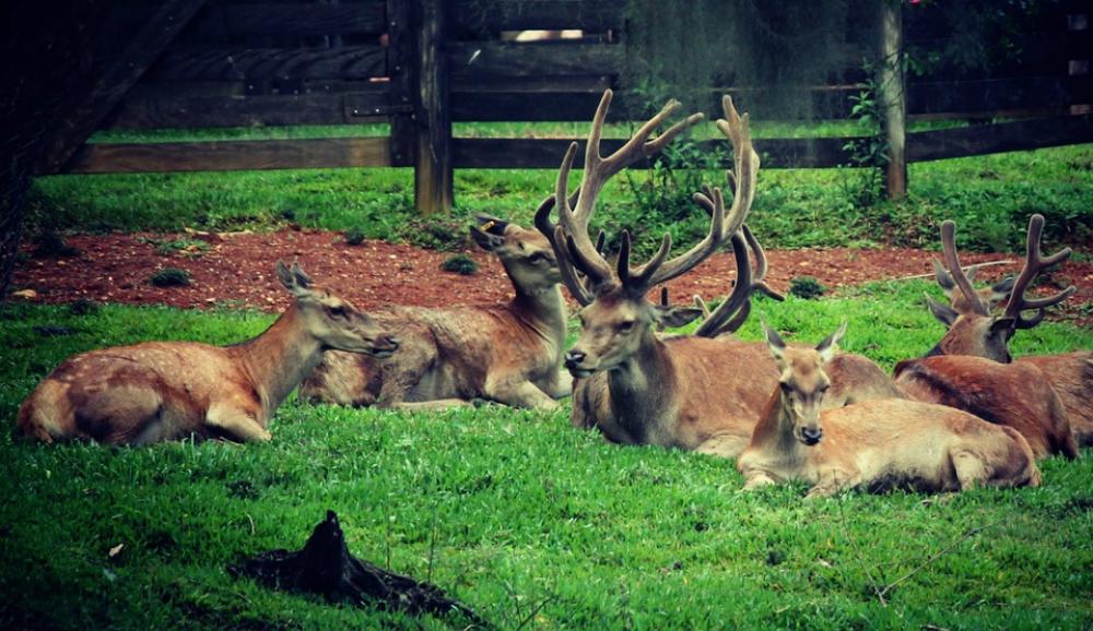 Deer Horns Animals Nature Deer Horns Animals Nature
