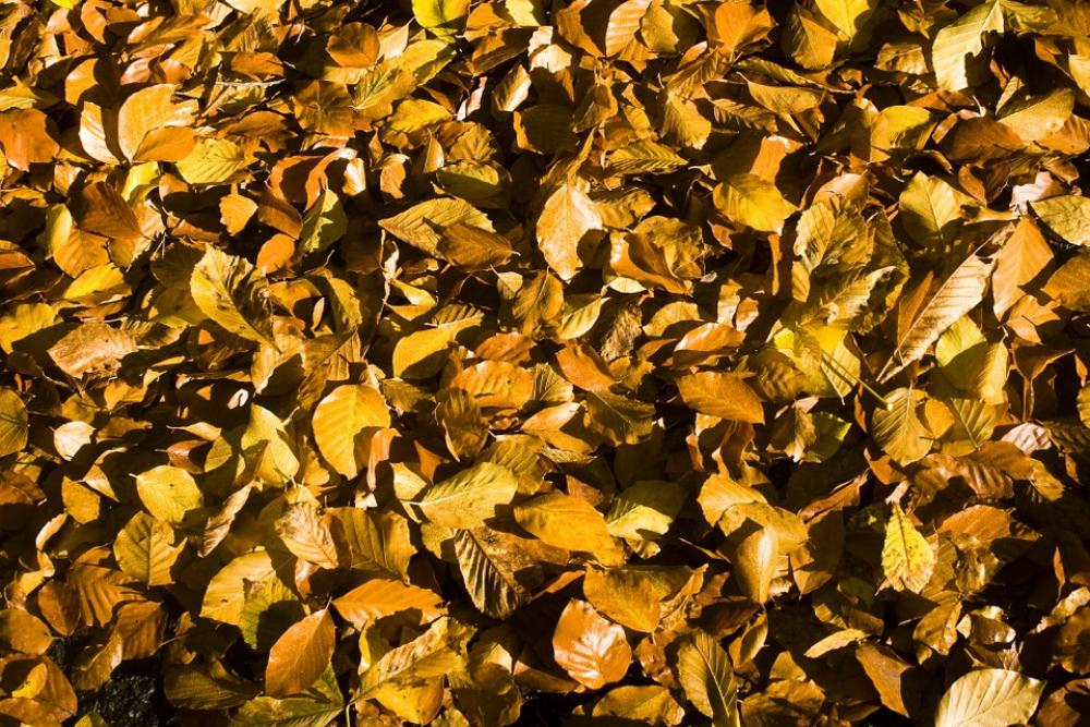 Dekblaetter Beech Ground Forest Wallpaper Dekblaetter Beech Ground Forest Wallpaper