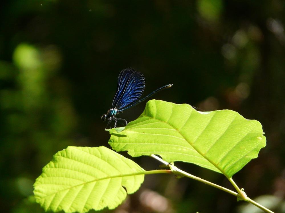 Demoiselle Nature Insect Dragonfly Cévennes Demoiselle Nature Insect Dragonfly Cévennes