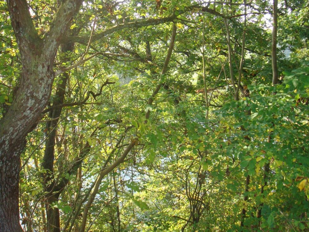 Denmark Trees Forest Tree Branches Canopy Scenery Denmark Trees Forest Tree Branches Canopy Scenery