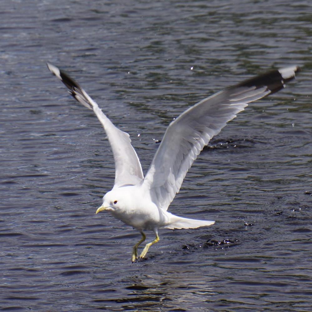 Descent Wings Outspread The Bird'S Wings Seagull Descent Wings Outspread The Bird'S Wings Seagull