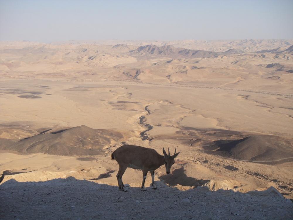 Desert Neguev Israel Sand Hot Mitzpe Ramon Animal Desert Neguev Israel Sand Hot Mitzpe Ramon Animal