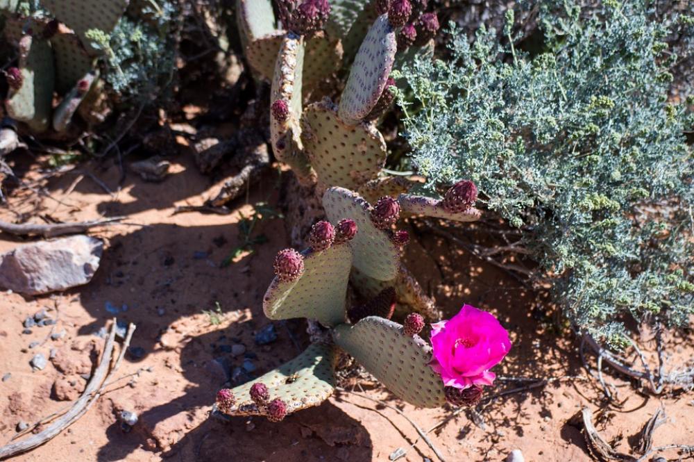 Desert Flower Desert Cactus Cacti Hot Dry Nevada Desert Flower Desert Cactus Cacti Hot Dry Nevada