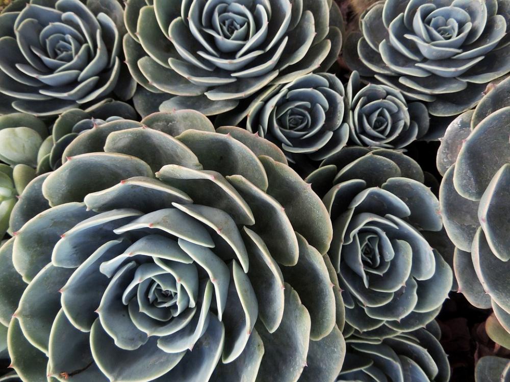 Desert Plant Cactus Gross Green Desert Plant Cactus Gross Green