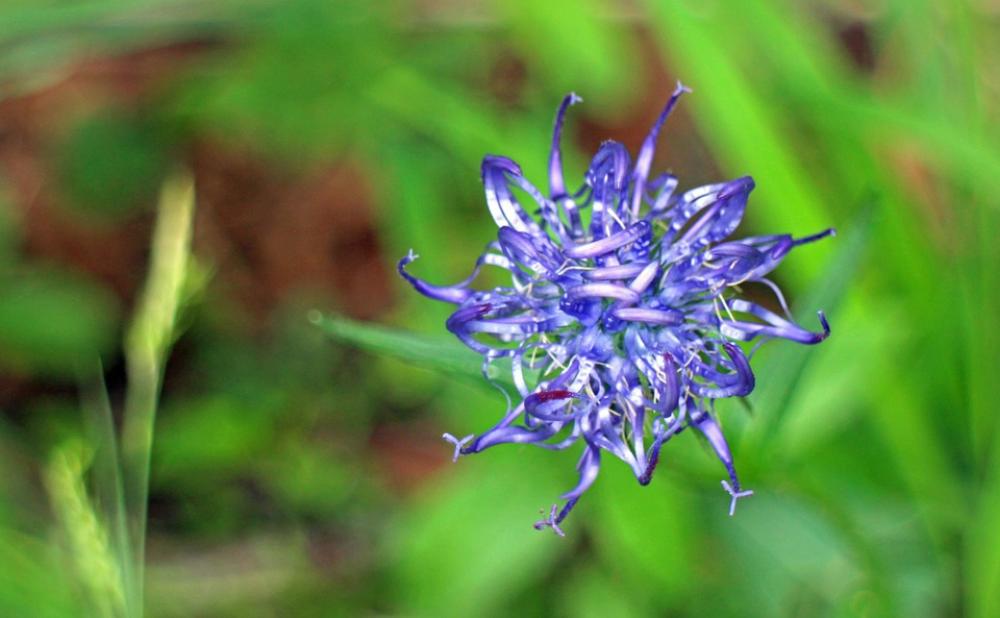 Devil'S Claw Flower Blossom Bloom Blue Devil'S Claw Flower Blossom Bloom Blue