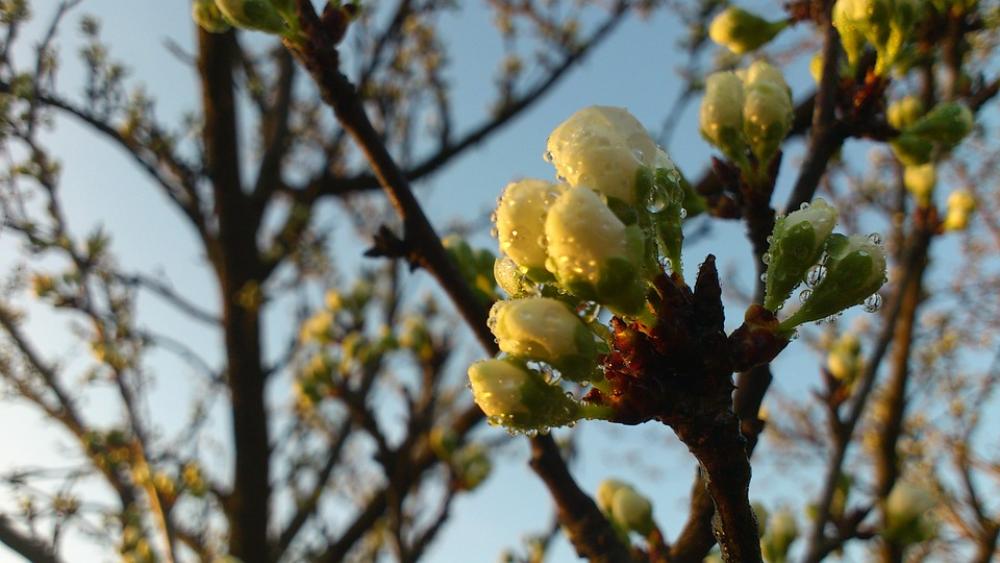 Dew Flower Buds Flower Dew Flower Buds Flower