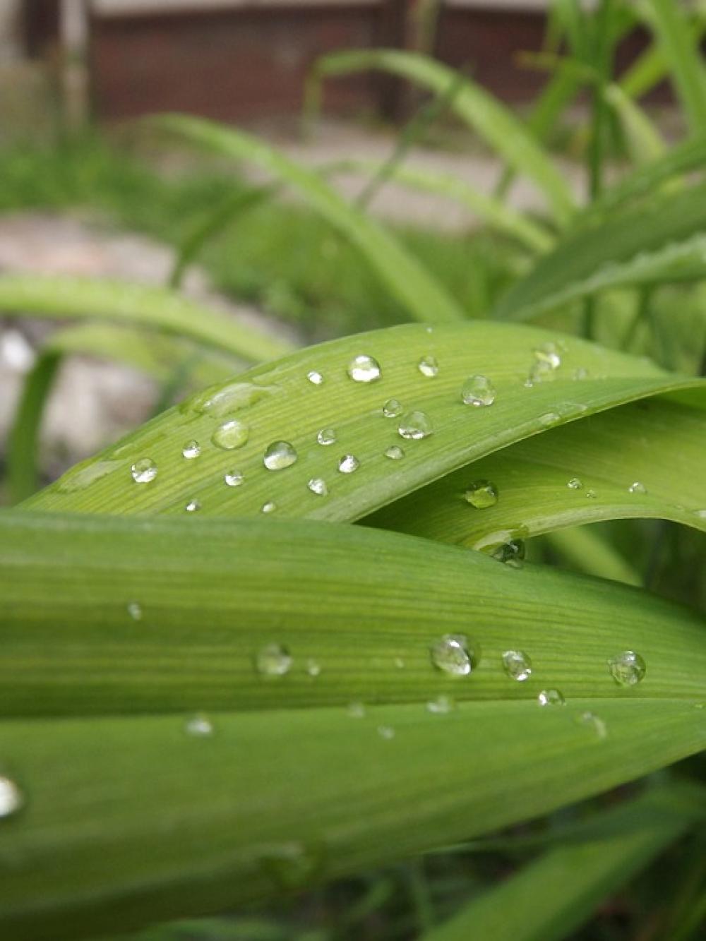 Dew Flower Nature Dew Flower Nature