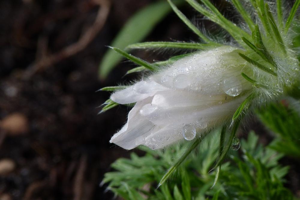 Dew Dewdrop Flower Plant Dew Dewdrop Flower Plant