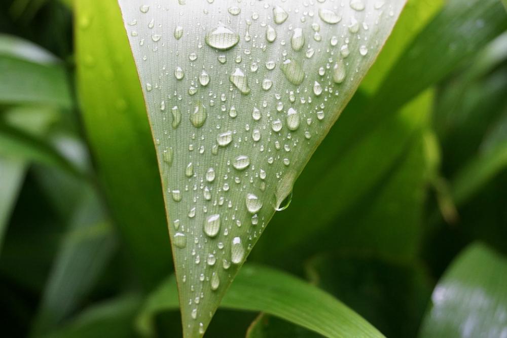 Dew Vegetation Plant Dew Vegetation Plant