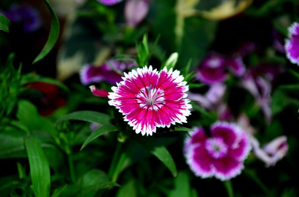 Dianthus Flower Blossom Pink Purple Dianthus Flower Blossom Pink Purple
