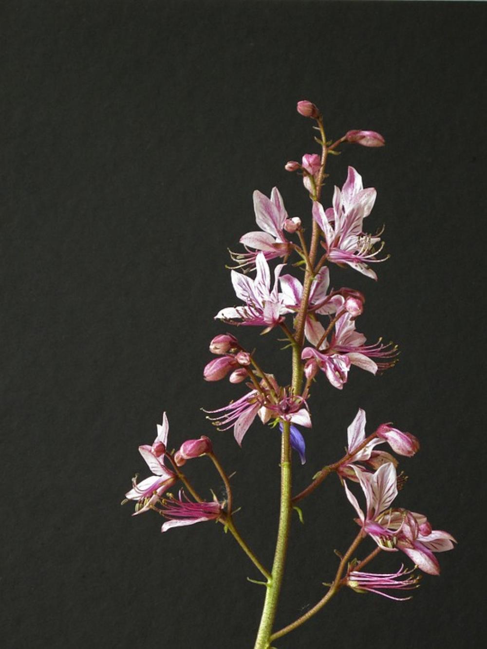 Dictamnus Flower Pink Nature Plant Dictamnus Flower Pink Nature Plant
