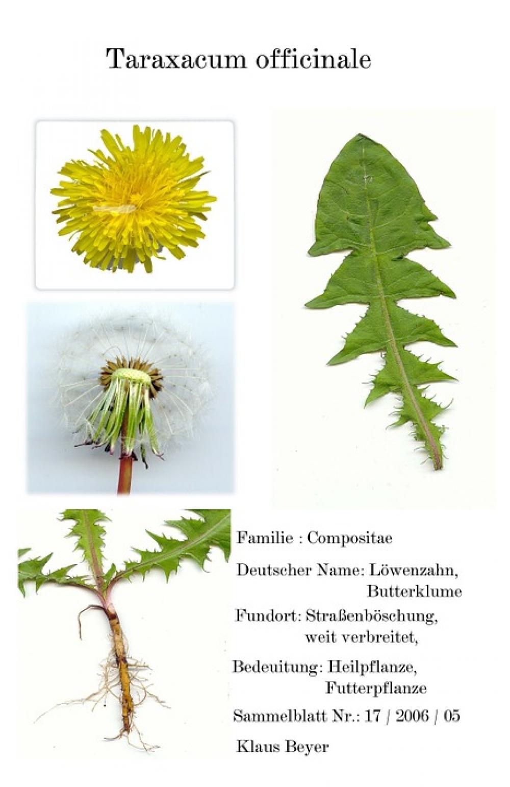 Digitized Herbarblatt Medicinal Plant Scanners Digitized Herbarblatt Medicinal Plant Scanners