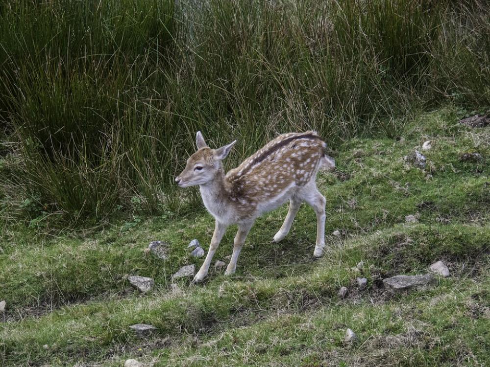 Doe Kids Roe Deer Nature Animal Forest Landscape Doe Kids Roe Deer Nature Animal Forest Landscape