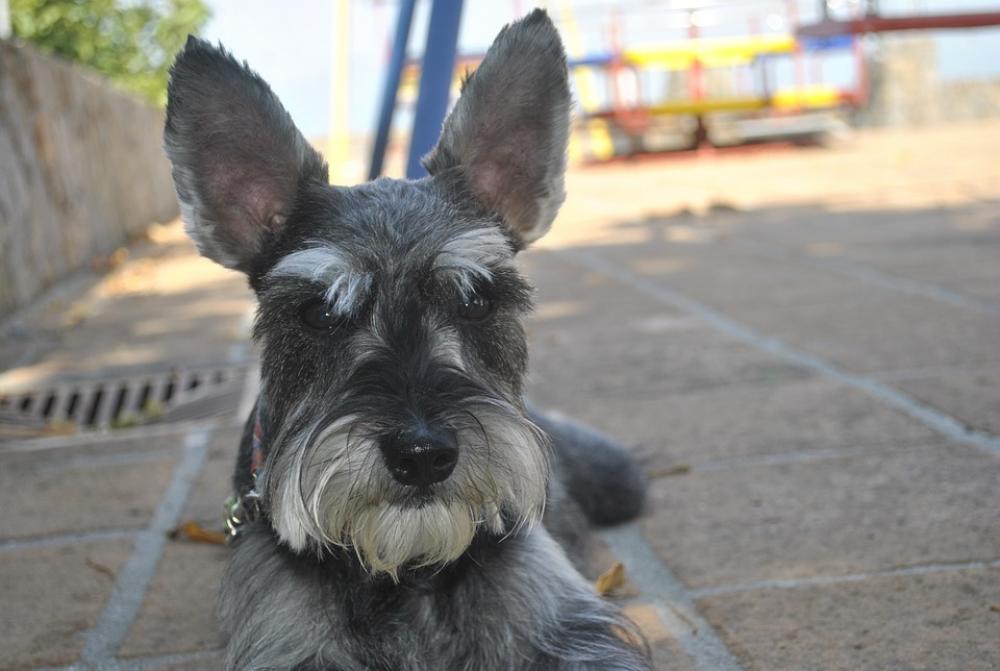 Dog Look Animal Dog Look Animal