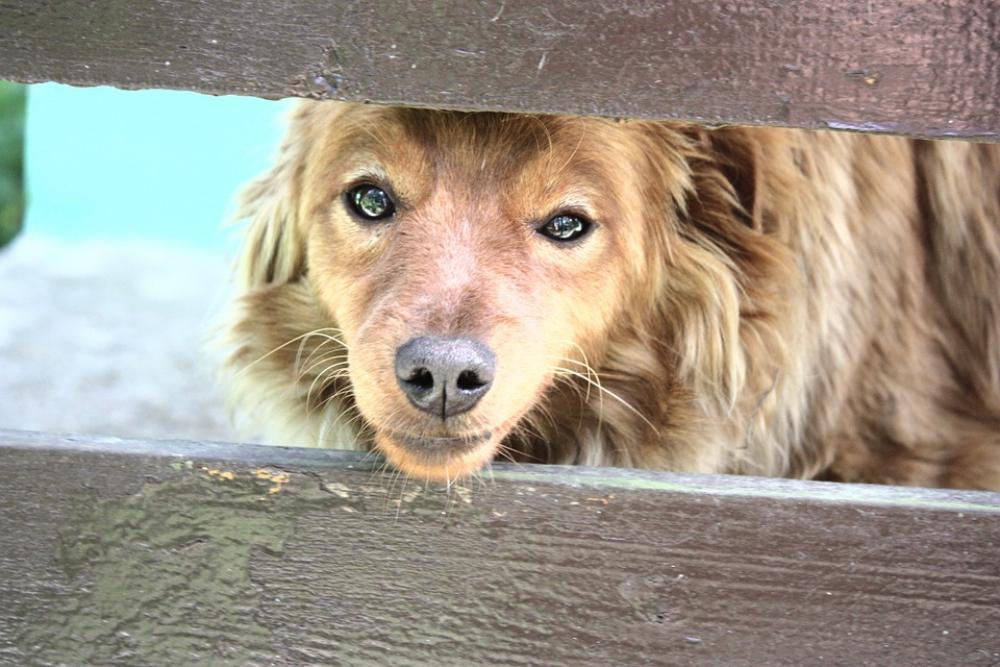 Dog Fur Animals Snout The Nose Eyes Furry Dog Fur Animals Snout The Nose Eyes Furry
