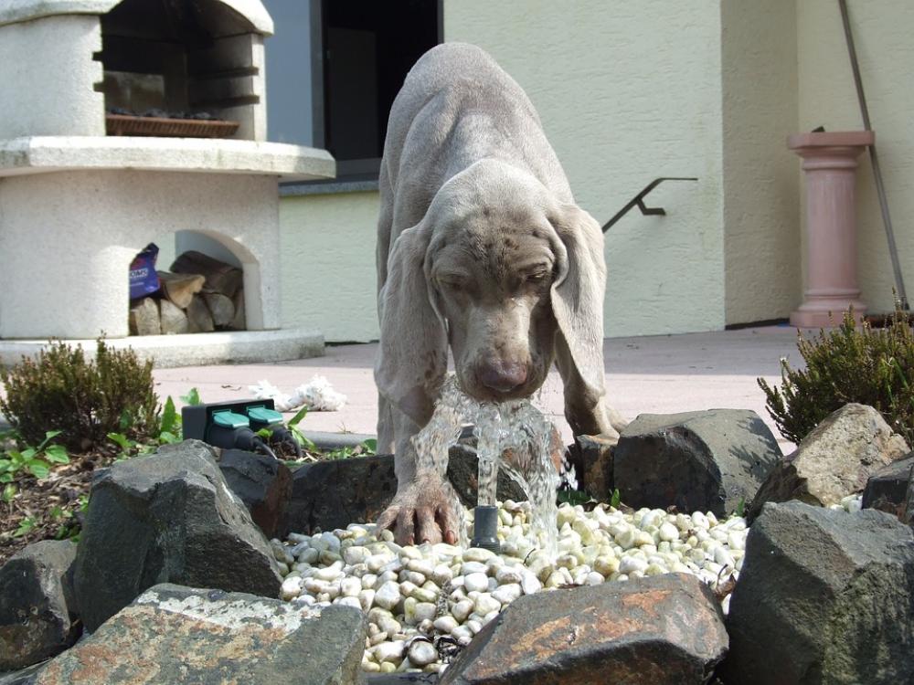 Dog Fun Water Puppy Cooling Dog Fun Water Puppy Cooling