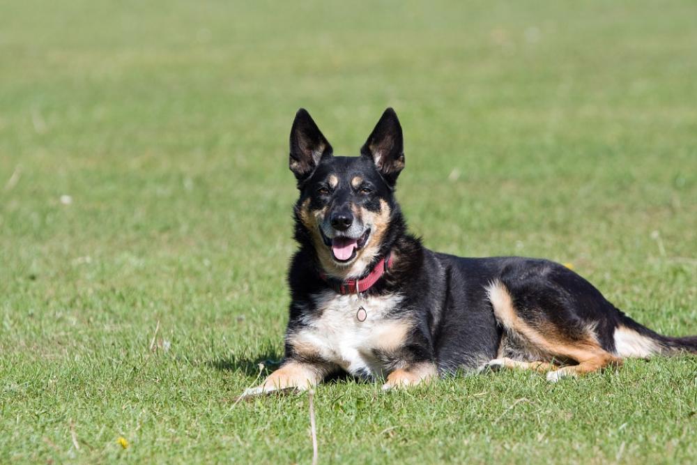 Dog Mongrel Mixed Breed Canine Pet Animal Pretty Dog Mongrel Mixed Breed Canine Pet Animal Pretty