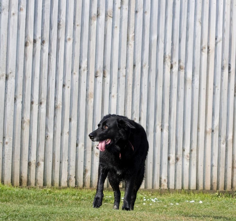 Dog Black Labrador Standing Grass Green Pet Dog Black Labrador Standing Grass Green Pet