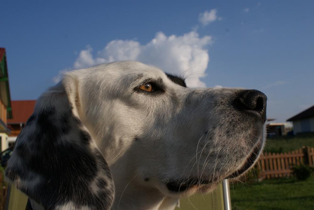 Dog Animal Friend Pet View Eyes Animals Pictures Dog Animal Friend Pet View Eyes Animals Pictures