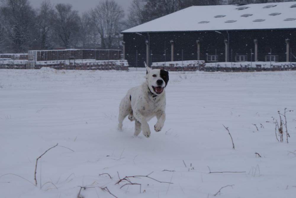 Dog Animal Friend Pet Animals Pictures Pets Fun Dog Animal Friend Pet Animals Pictures Pets Fun