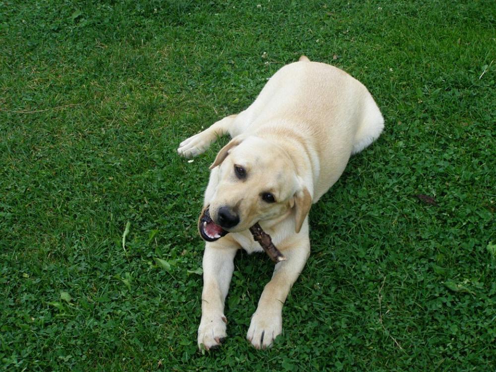 Dog Labrador Gold Playing Puppy Dog Labrador Gold Playing Puppy