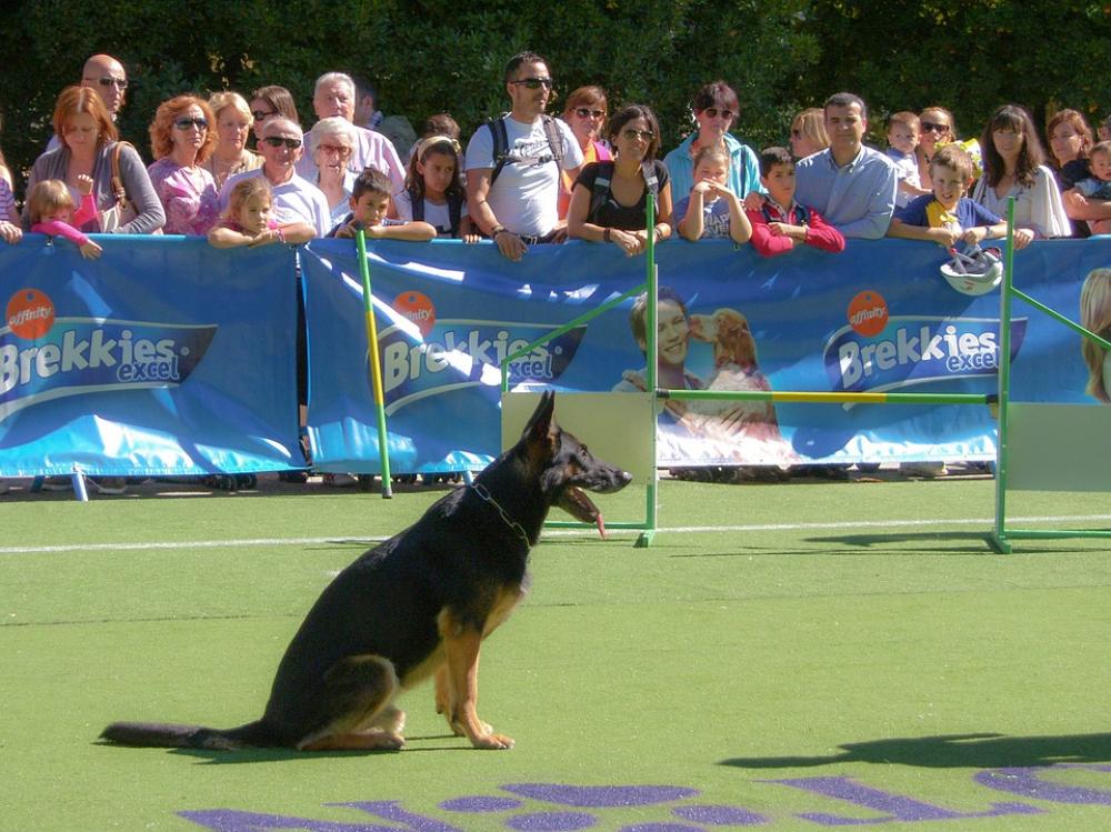 Dog German Shepherd Dog Pet Animals Pets Puppy Dog German Shepherd Dog Pet Animals Pets Puppy