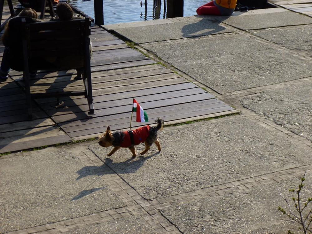 Dog Funny Hungarian Flag Dog Funny Hungarian Flag