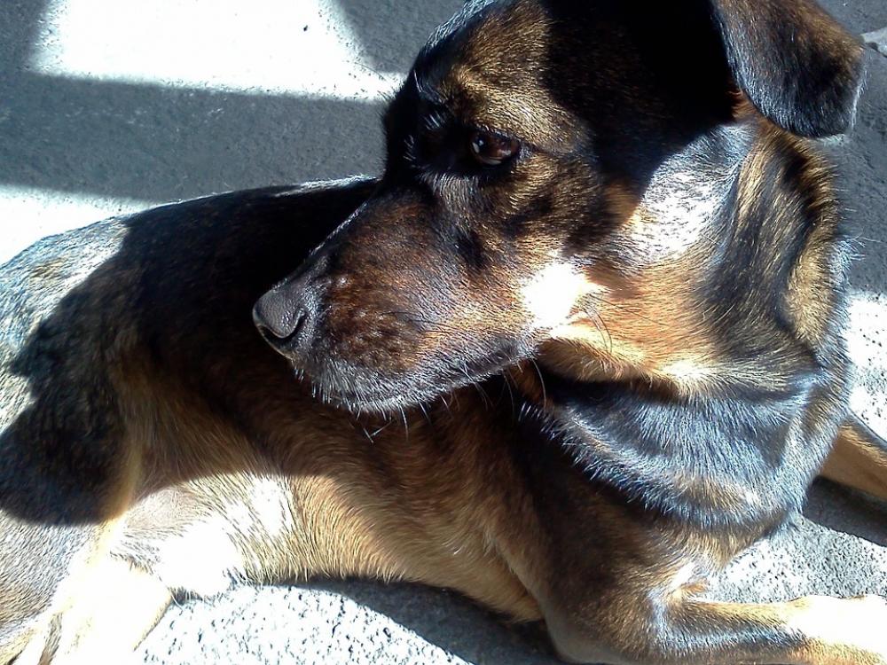 Dog Animal Puppy Pet Domestic Animals Canine Dog Animal Puppy Pet Domestic Animals Canine
