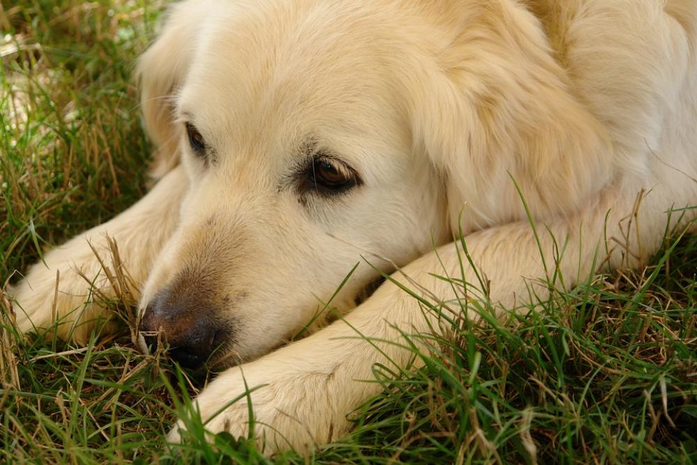 Dog Head Lazy Dog Animal Pet Dog Head Lazy Dog Animal Pet