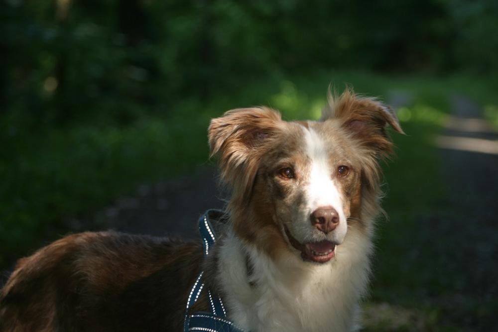 Dog Australian Shepherd Pet Portrait Head Lighting Dog Australian Shepherd Pet Portrait Head Lighting