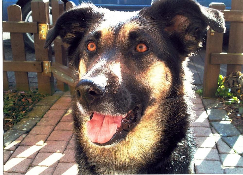 Dog Hybrid Fur Animal Partner Luck Good Dog Hybrid Fur Animal Partner Luck Good