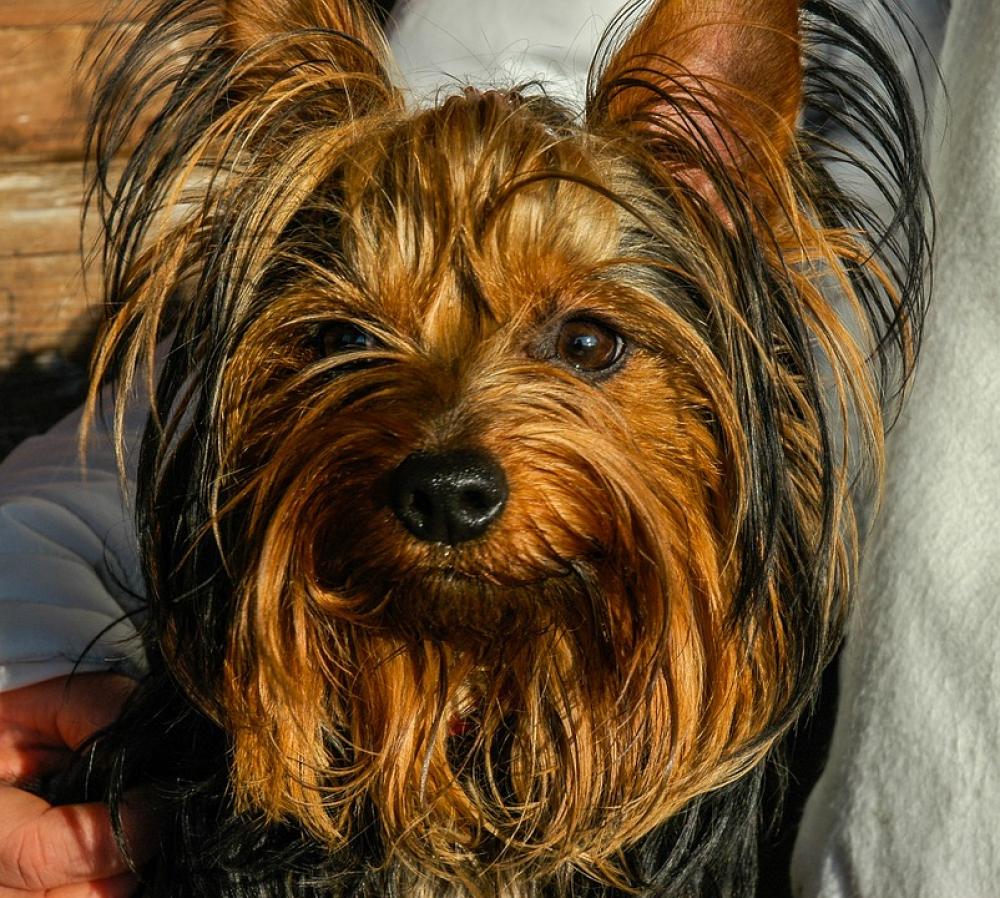 Dog Yorkshire Terrier Small Dog Dog Yorkshire Terrier Small Dog