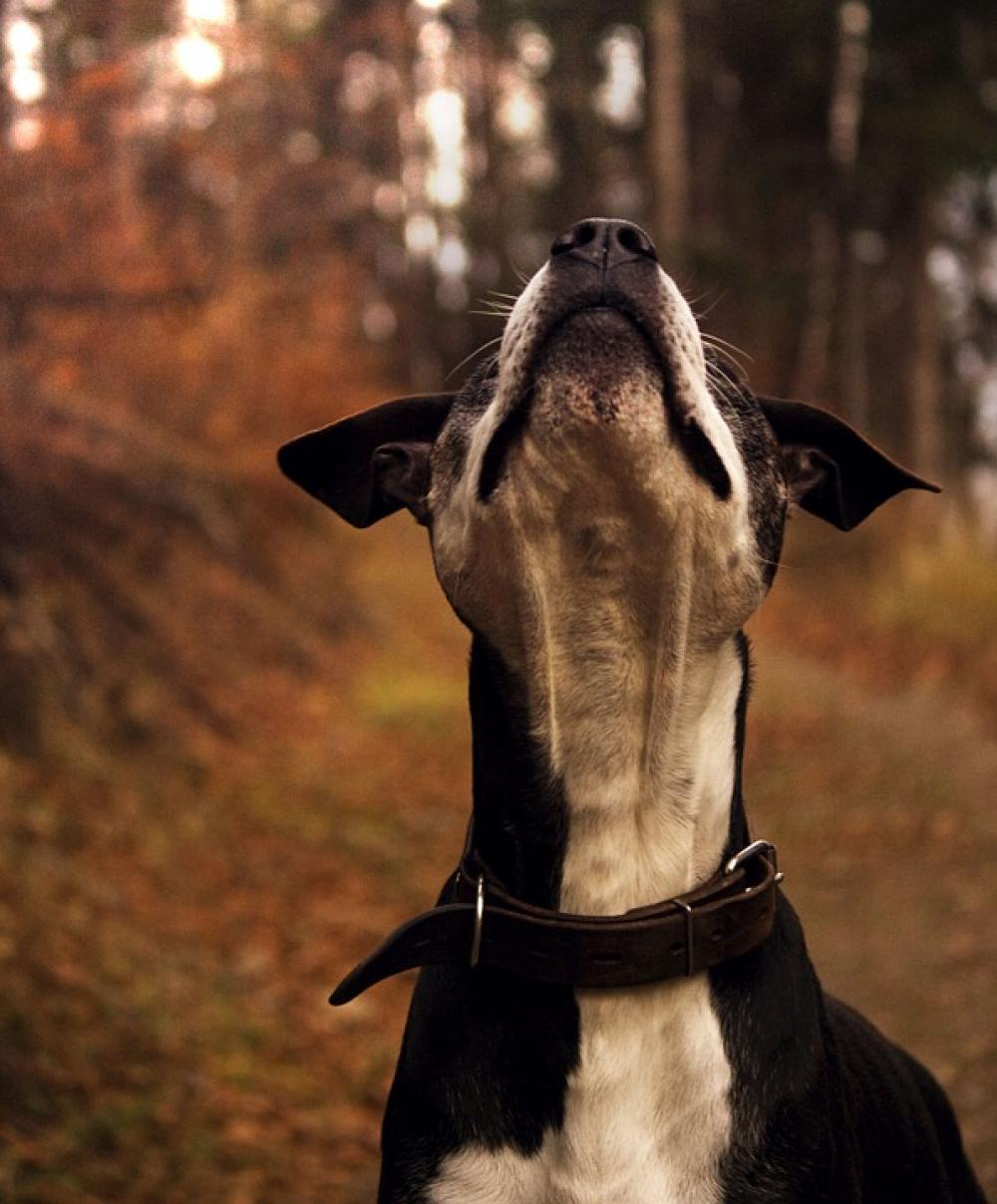 Dog Staford Hound Pet Animal Nature Dog Staford Hound Pet Animal Nature