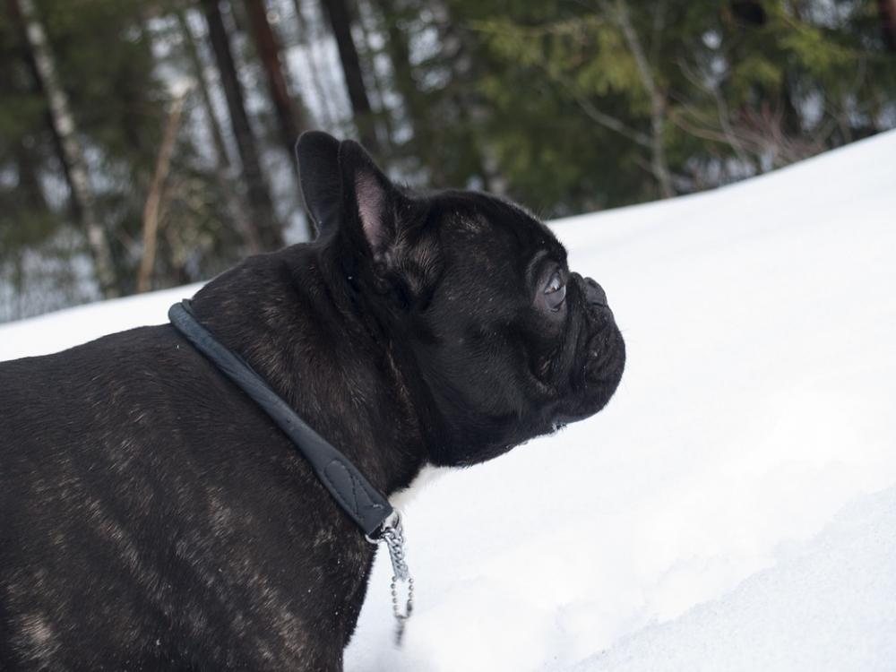 Dog Bulldog Pet French Bulldog Winter Dog Bulldog Pet French Bulldog Winter