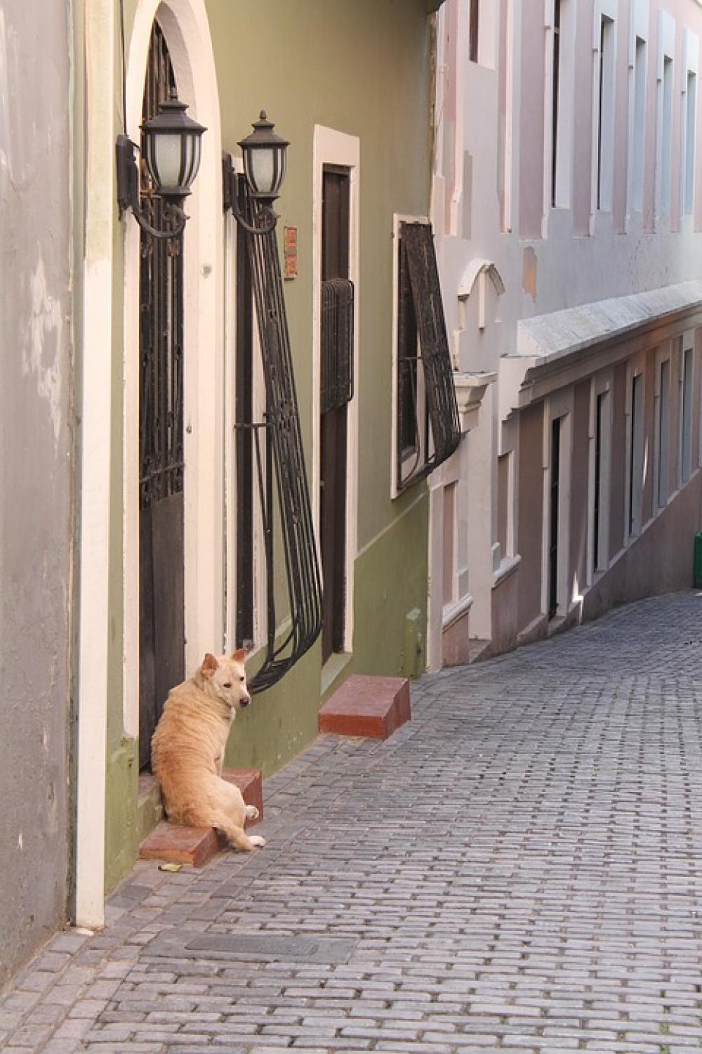 Dog Mutt Hound Stray Alley Sad Lonely Lost Dog Mutt Hound Stray Alley Sad Lonely Lost