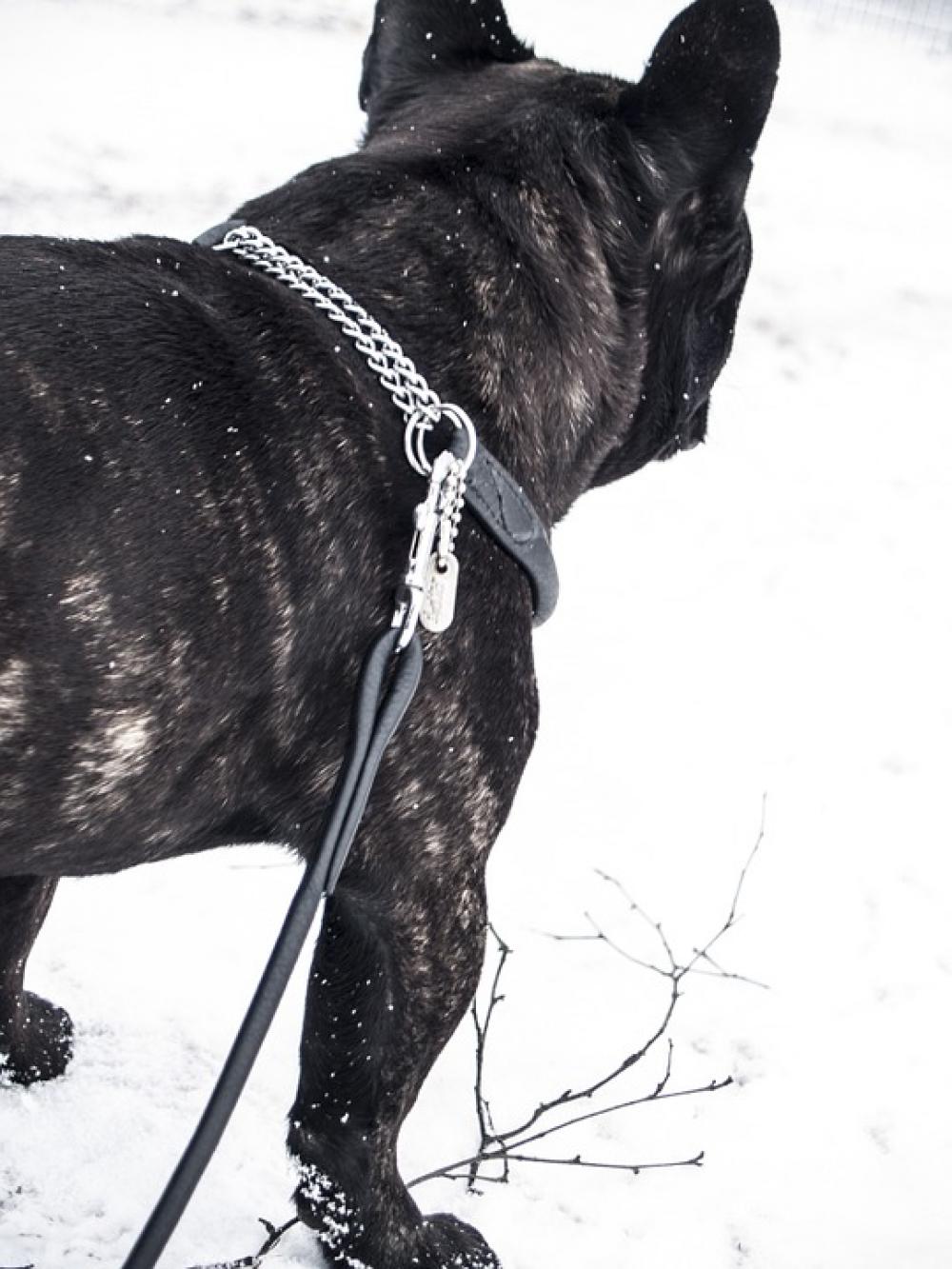 Dog Bulldog French Bulldog Pet Winter Dog Bulldog French Bulldog Pet Winter