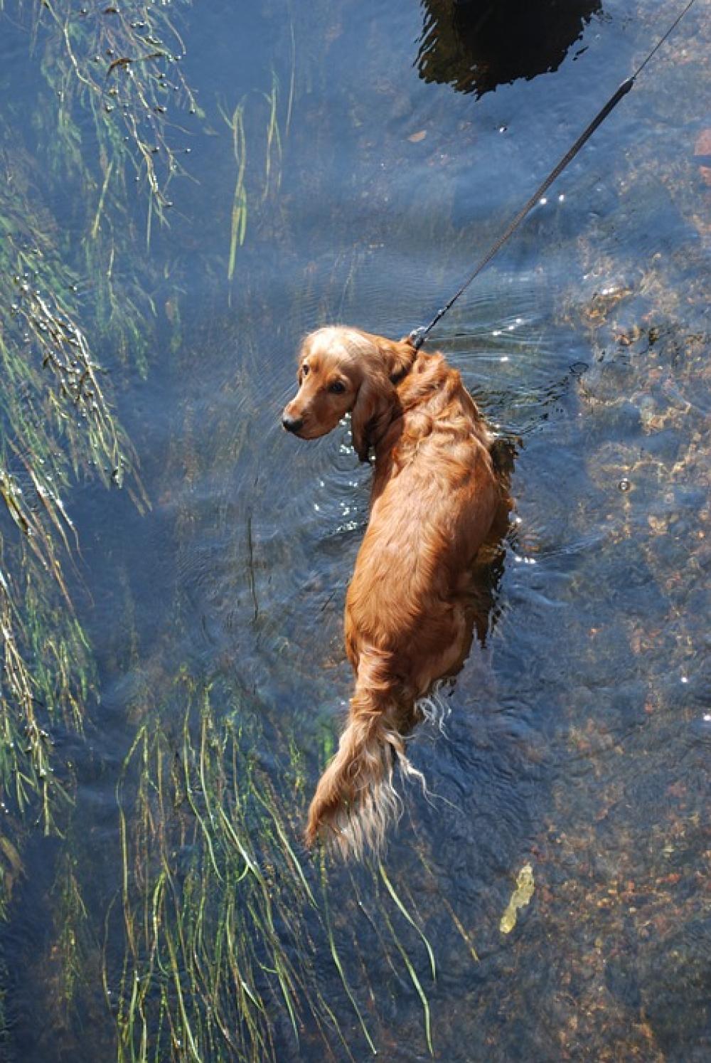 Dog Water Doggy Animal Fun Fur Coat River Bathe Dog Water Doggy Animal Fun Fur Coat River Bathe