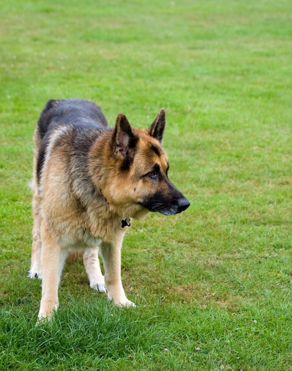Dog German Shepherd Alsatian Animal Pet Canine Dog German Shepherd Alsatian Animal Pet Canine