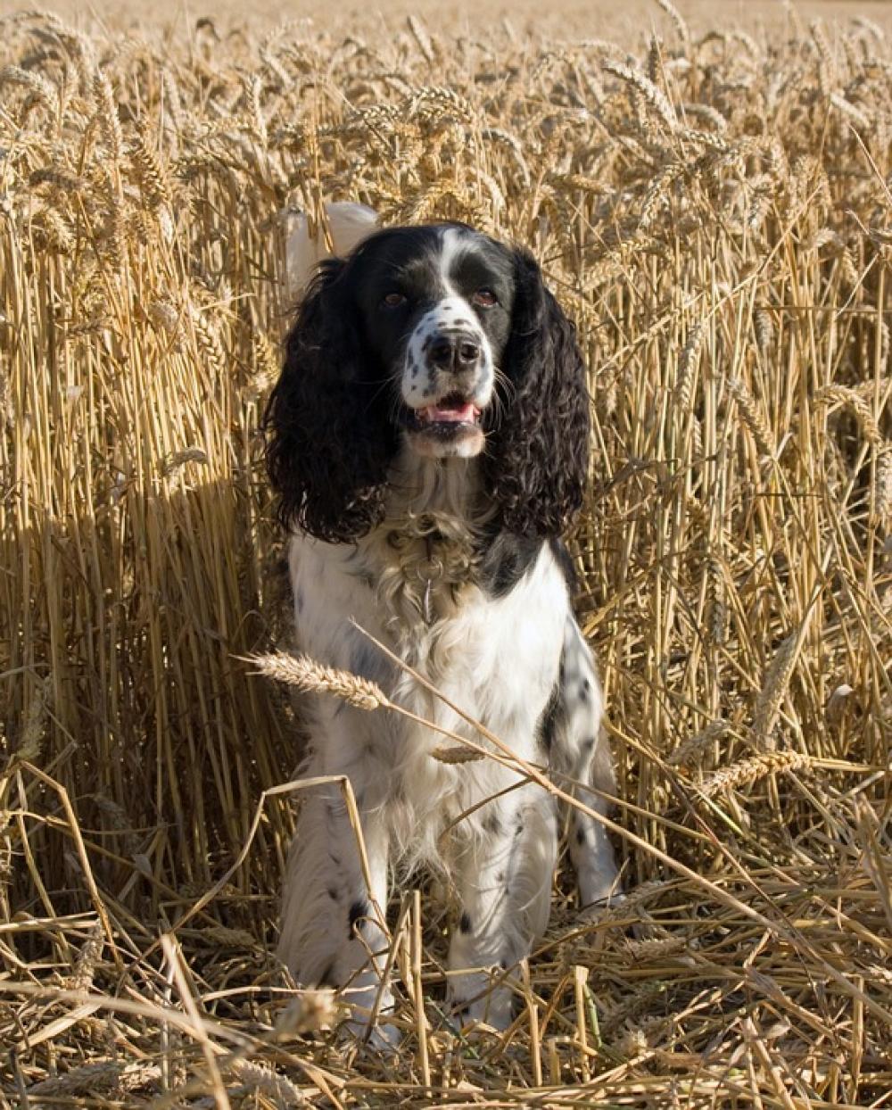 Dog Springer Spaniel English Springer Spaniel Dog Springer Spaniel English Springer Spaniel